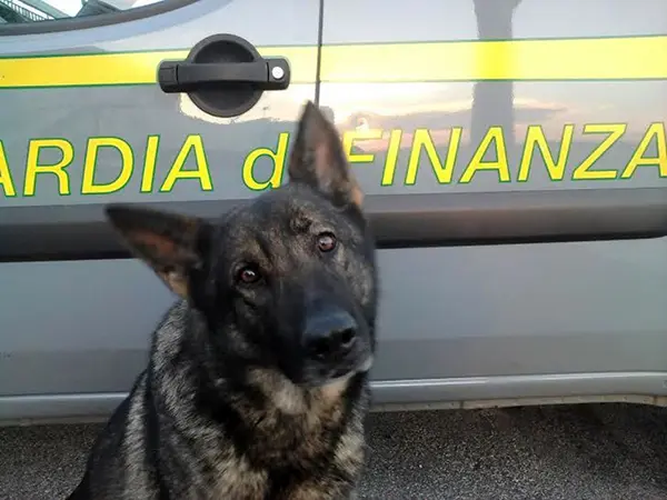 Droga: sequestrati 2 kg di marijuana, un arresto nel vibonese