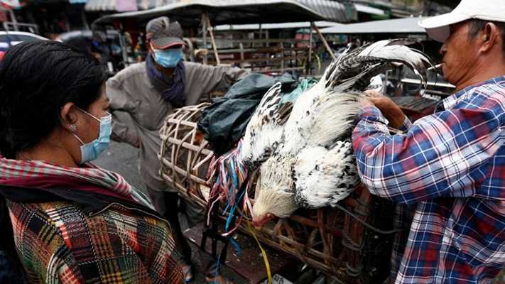 Virus. Allerta aviaria, caso su uomo in Cina. Andreoni, 'potenziale minaccia pandemica' I dettagli