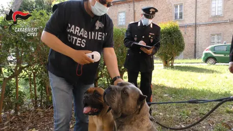 Maltrattamenti cani e traffico cuccioli, 29 denunce Cc