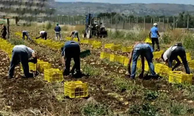 Caporalato: bando da 2 mln per stranieri immigrati al sud. Lanciato da fondazione 'Con il Sud'