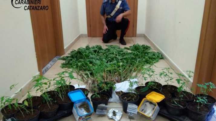 Droga: Vallefiorita, in terreno vicino casa 64 piante cannabis, anche marijuana, arrestato