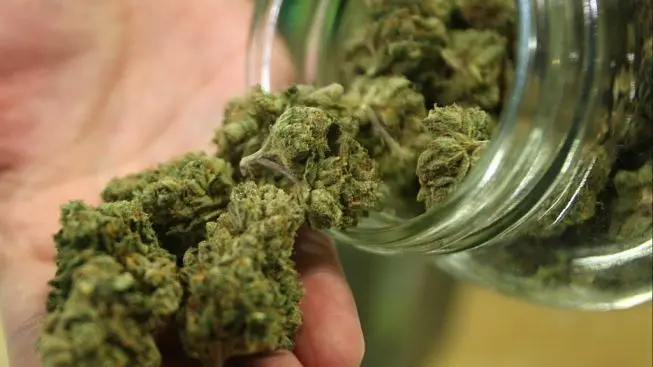Marijuana in auto ed in casa, arrestato bracciante agricolo