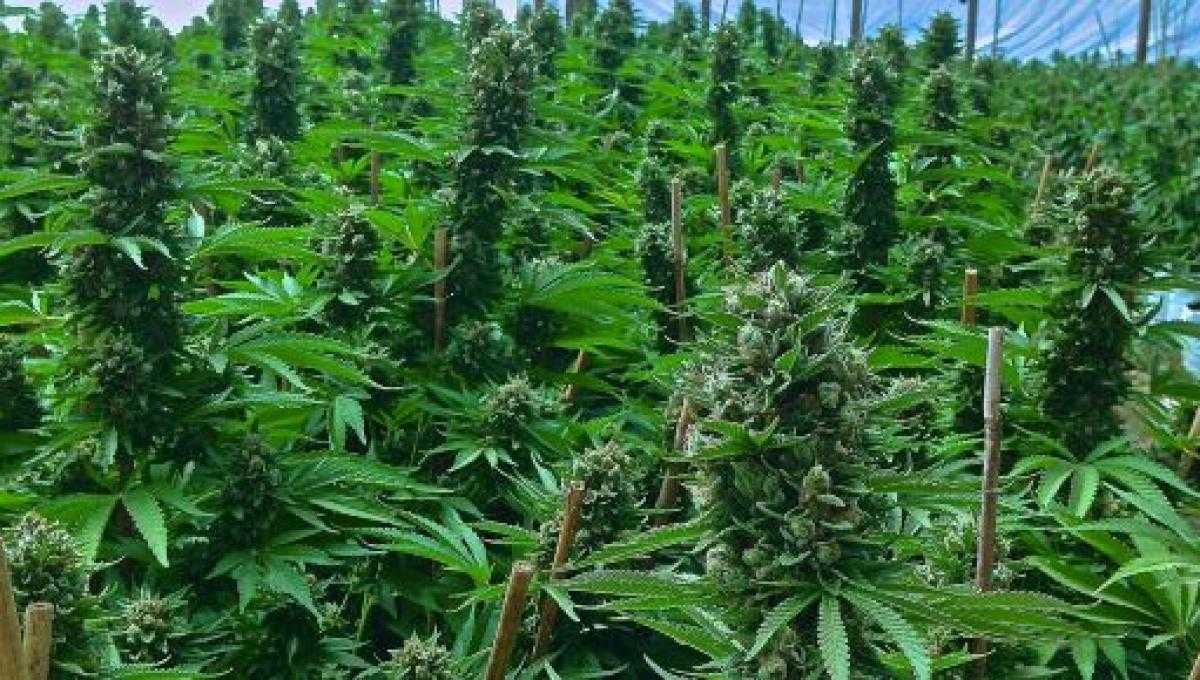 Droga: Catanzaro scoperte oltre 3.000 piante di cannabis, valore 5 mln