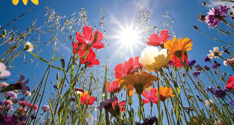 Poesie. Walter Perri: Primavera