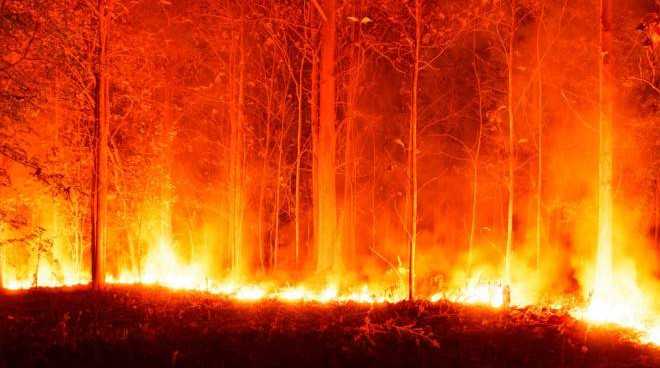 Incendi: devastata pineta a Catanzaro