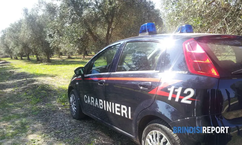 Calabria. Intimidazione a imprenditore agricolo, tagliati 20 ulivi