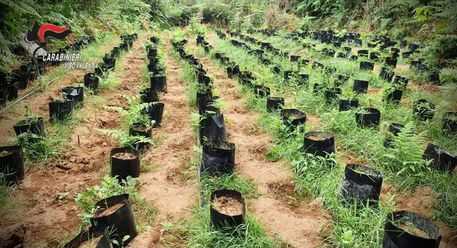 Droga: scoperto "vivaio" piantine marijuana nel Vibonese