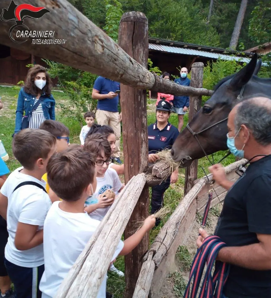 Carabinieri. Successo di pubblico per la notte della Biodiversità "Golia Corvo". (Foto)