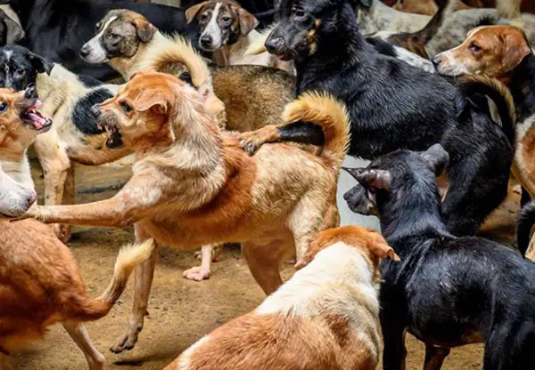 Calabria. Ventenne aggredita e uccisa da un branco di cani. Leggi i dettagli