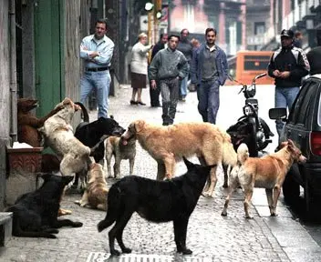 20enne uccisa da cani: animalisti, prevenire il randagismo