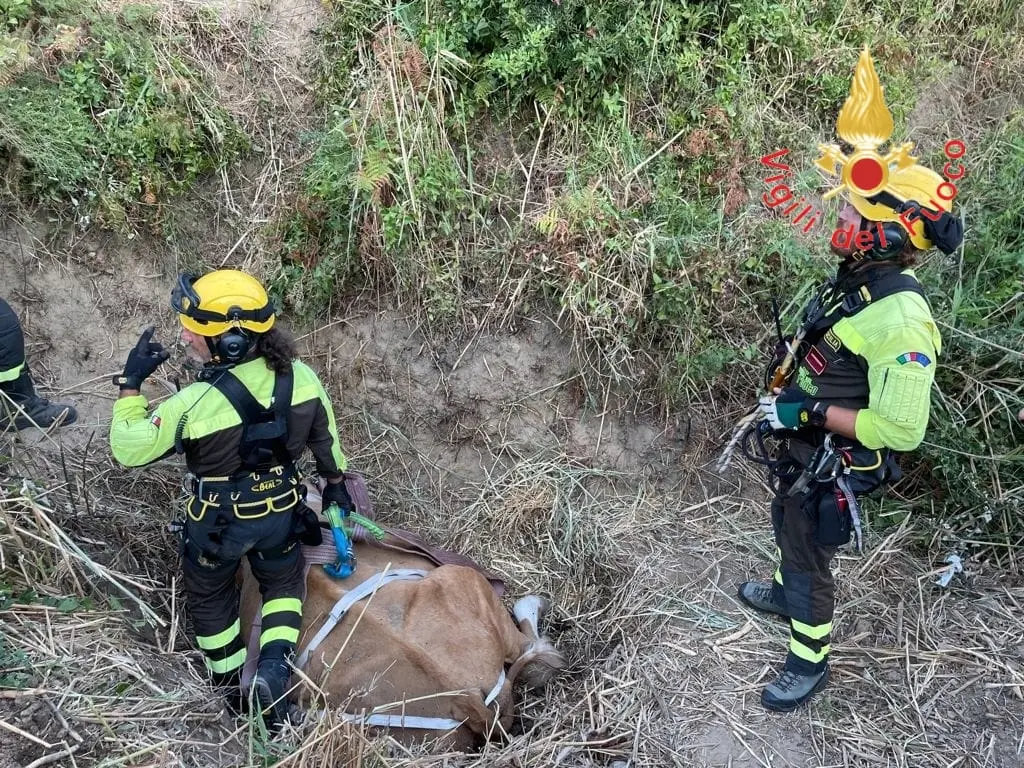 Catanzaro. Insolito e commovente intervento dei Vvf. Leggi i dettagli  Foto e Video