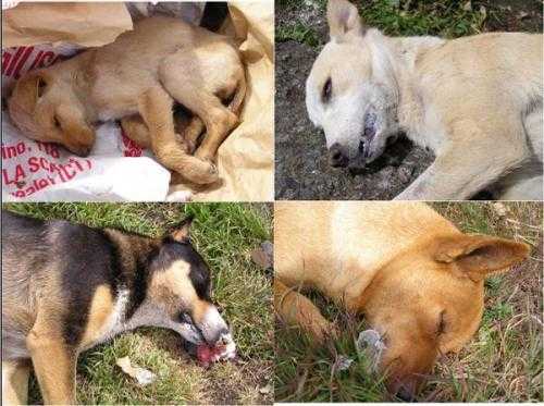 20enne uccisa da cani: Aidaa, più di 100 animali avvelenati