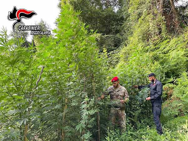 Droga: coltivazione canapa scoperta dai carabinieri. Trovate a Mammola ottocento piante