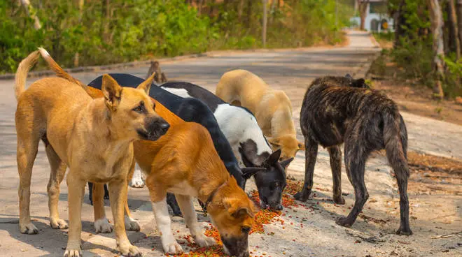 20enne uccisa da cani: Partito animalista, esposto a Procura