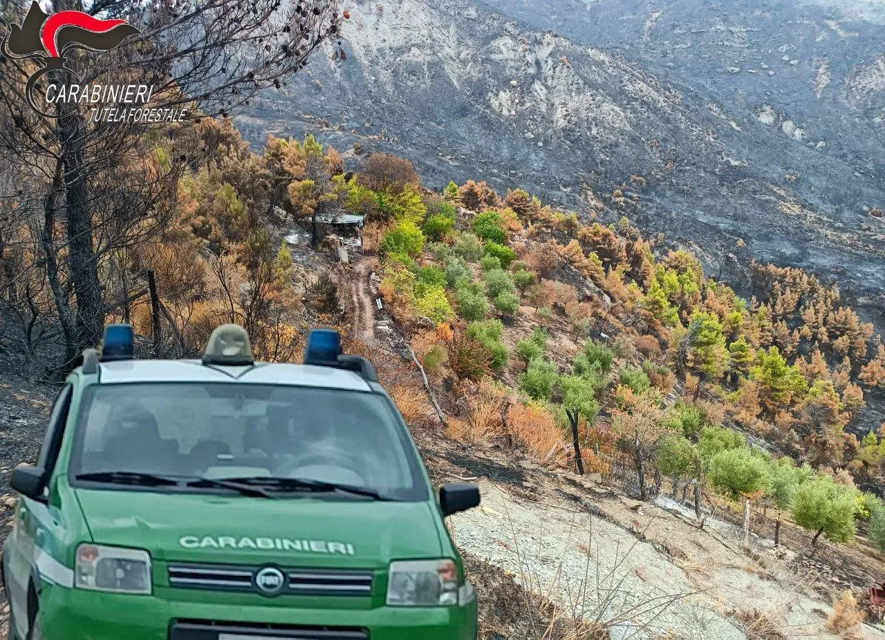 Vasto Incendio Albidona. Individuato e denunciato il piromane. I dettagli. (Foto)