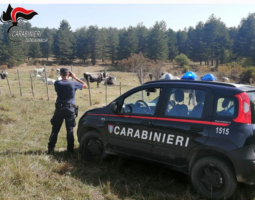 Controlli e sanzioni sulla gestione dei pascoli nel Parco della Sila