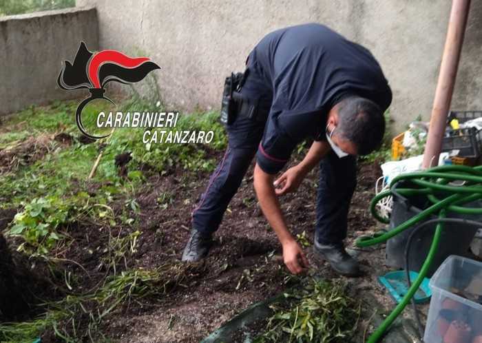 Droga: Vallefiorita coltivava marijuana in giardino di casa, arrestato