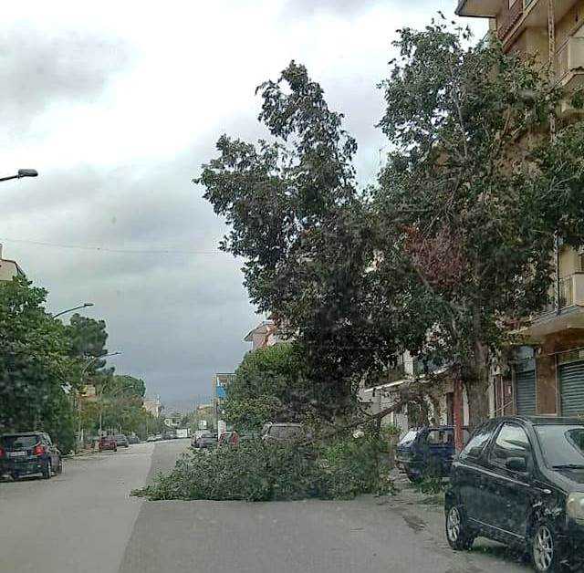 Bovalino (RC): le previsioni meteo preoccupano. Caduti alcuni rami su sede stradale (VIDEO).