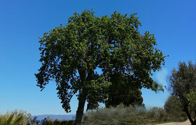 Poesia. versi e canti di Walter Perri: “Vecchia Quercia”