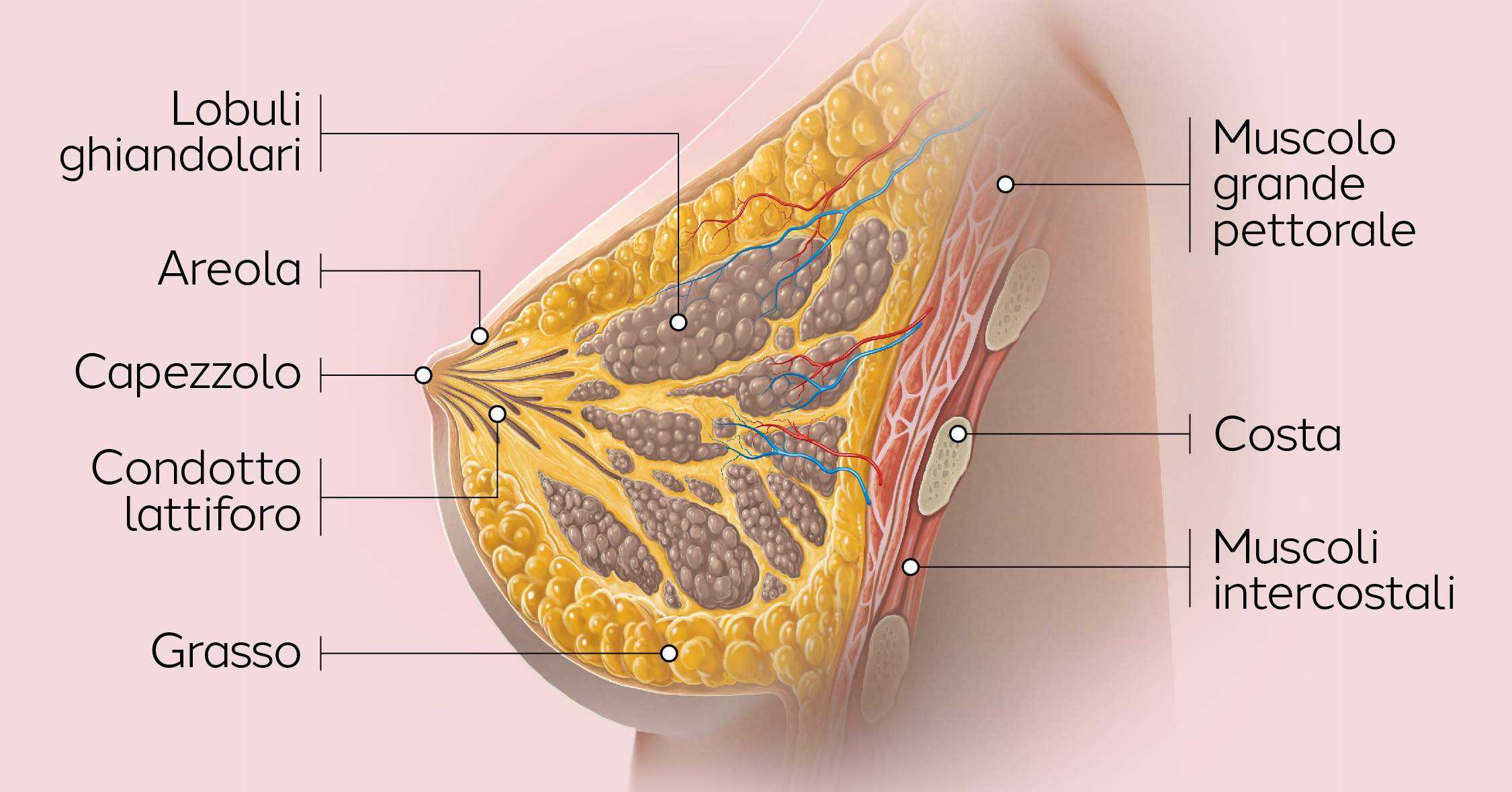 Tumore seno, test indica cura più efficace forma aggressiva