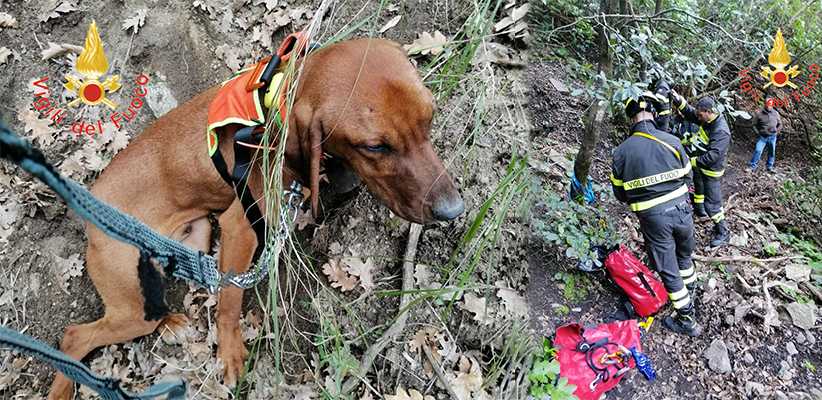 Pentone. I Vigili del Fuoco, salvano cane da caccia caduto in un dirupo di circa 80 metri in zona impervia
