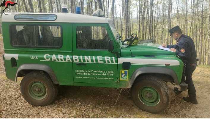 Petilia Policastro (KR): Taglio abusivo nel Parco Nazionale della “Sila” Denunciata una persona del posto