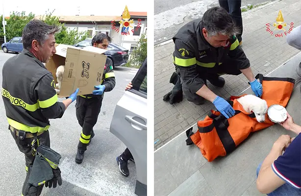 Catanzaro, cucciolo Pastore Maremmano precipita dal quarto piano. Intervento dei Vvf