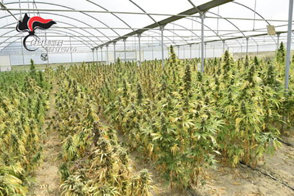 Droga: Maida, sorpresi a lavorare cannabis in capannone, 4 arresti.