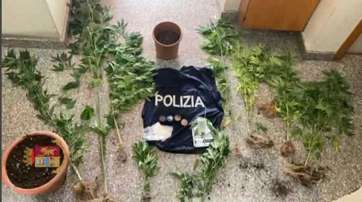 Droga: scoperta e sequestrata piantagione a Tropea, arresto
