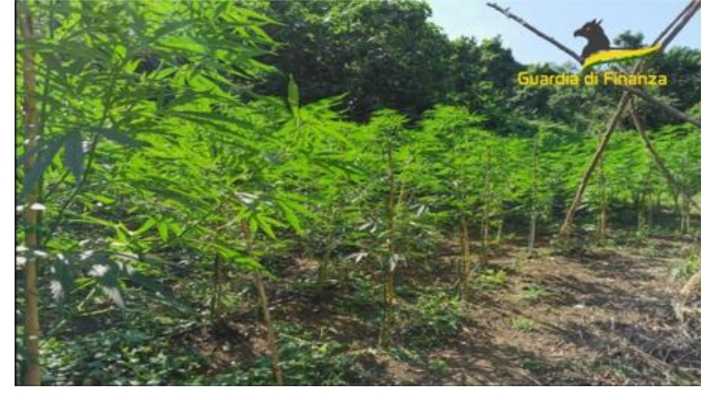 Droga: piantagione di marijuana scoperta da Gdf nel vibonese