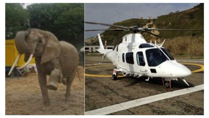 Maida. Elefante colpisce addetta Safari park, grave in ospedale
