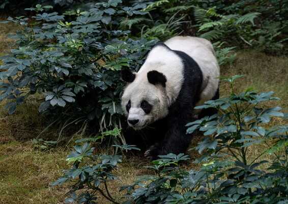 Hong Kong: morto a 35 anni il panda più anziano in cattività