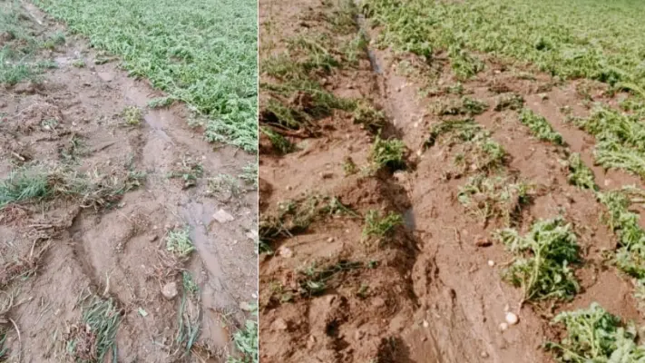 Coldiretti Calabria ieri maltempo in una zona della Sila nei comuni di Rogliano, Parenti e Aprigliano