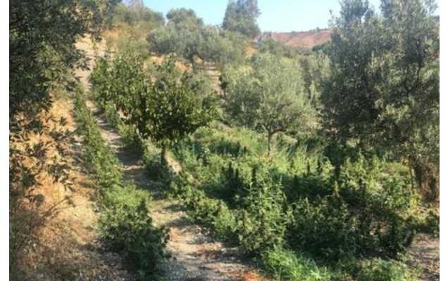 Droga: Calabria, scoperta piantagione, arrestato un consigliere comunale