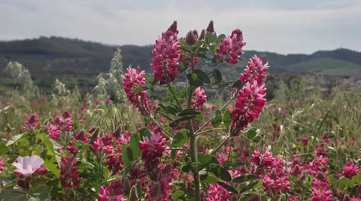 Poesia. Versi di Walter Perri: "BELLI (Anima)”