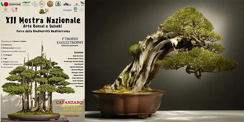 Catanzaro, XII Mostra Nazionale Bonsai dal 16 al 18 settembre