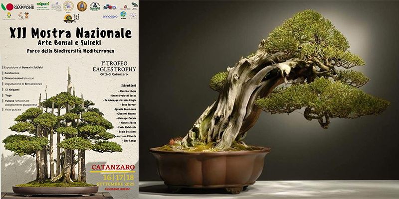 Catanzaro, XII Mostra Nazionale Bonsai dal 16 al 18 settembre