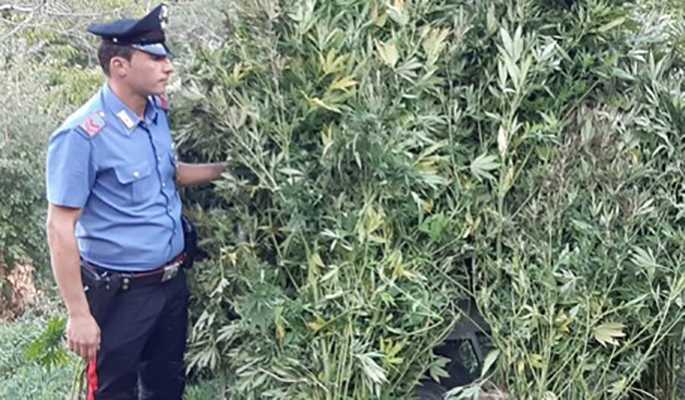 Droga: nel catanzarese scoperta dai Cc piantagione di marijuana