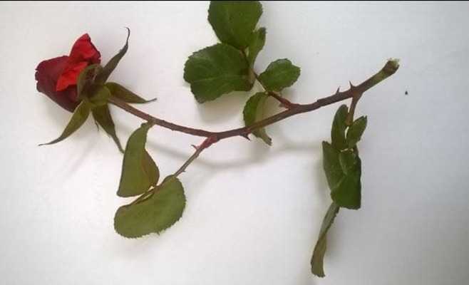 Poesia. Versi di Walter Perri: "I nostri Spiriti”