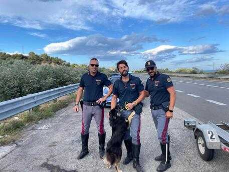 Calabria. Agente Polstrada salva cane abbandonato e ne chiede adozione