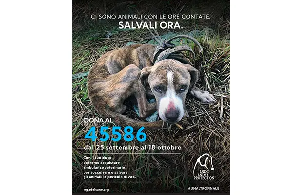 Ci sono animali con le ore contate. Salvali ora. L’appello di LNDC Animal Protection, i dettagli