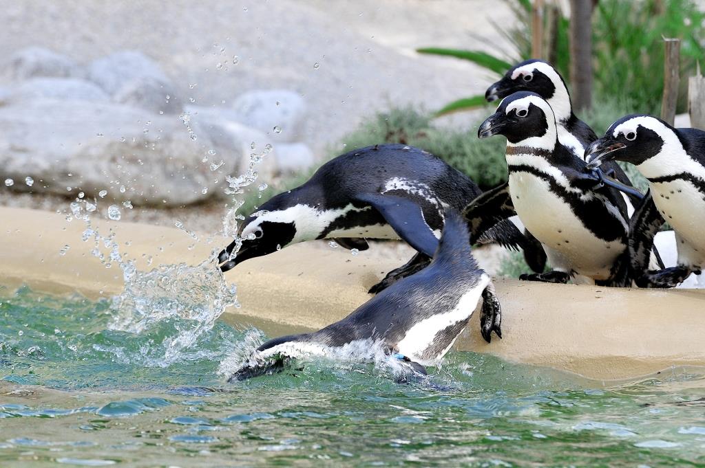 Al Bioparco dal 29 settembre al I ottobre attività 'EsploraNatura', domenica 2 ‘giornata dei rinoceronti’