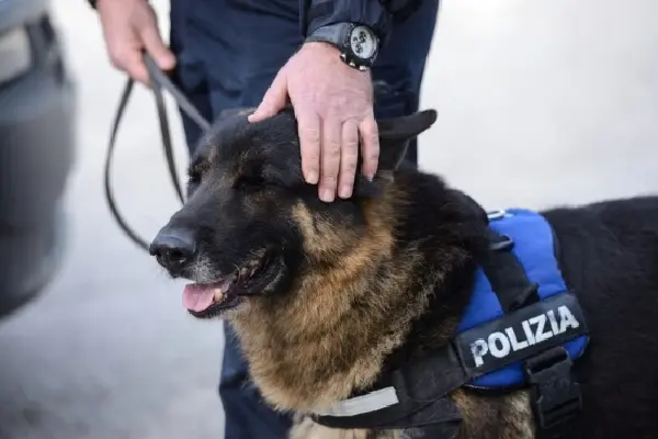 Catanzaro, Polizia, Nucleo Cinofili arresta una 20enne e un 24nne con 120 gr di hashish