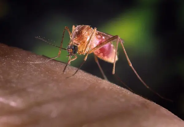 Contagiato dal virus delle zanzare West Nile.: Febbre del Nilo muore a Trapani dopo quasi due mesi dal ricovero