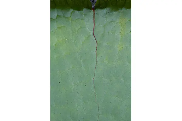 La Galleria del Cembalo presenta la mostra  LA VIE EN VERT con le Fotografie di Karmen Corak