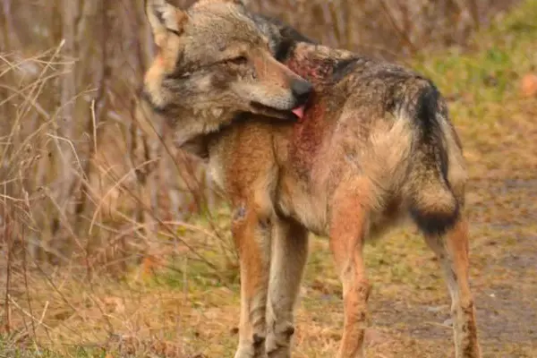 Gradara. Branco lupi in azienda agricola, azzannano animali, moglie imprenditore 'circondata'