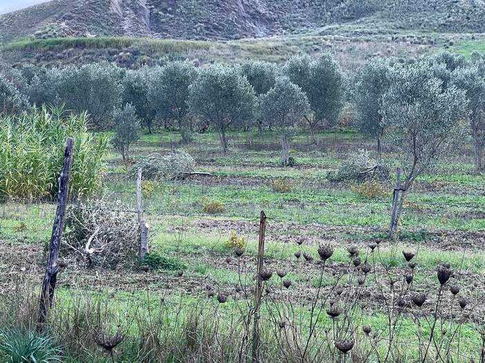 Intimidazione a sindaco Calabria, tagliate piante di ulivo, i dettagli