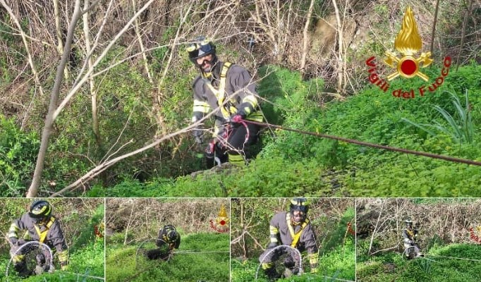 Cane precipita in un dirupo: salvato dai Vvf nel crotonese