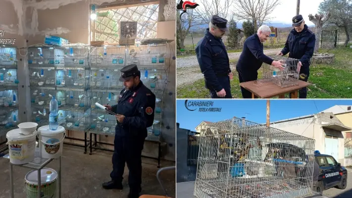 Detenzione illegale di avifauna protetta. Cinque persone deferite.