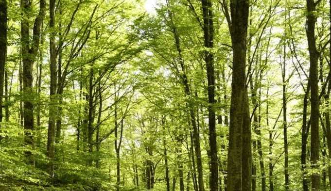 Girifalco, domenica si andrà alla riscoperta del bosco Rimitello